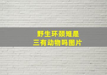 野生环颈雉是三有动物吗图片