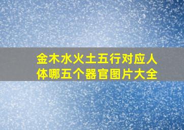 金木水火土五行对应人体哪五个器官图片大全