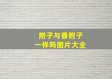 附子与香附子一样吗图片大全