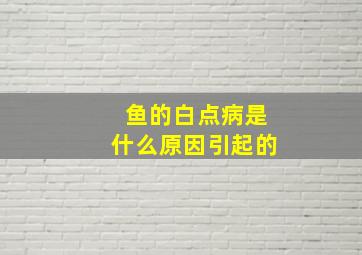 鱼的白点病是什么原因引起的