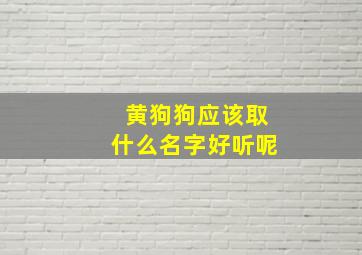 黄狗狗应该取什么名字好听呢