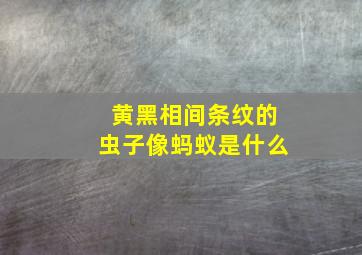 黄黑相间条纹的虫子像蚂蚁是什么