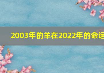 2003年的羊在2022年的命运