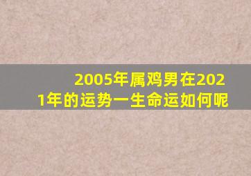 2005年属鸡男在2021年的运势一生命运如何呢