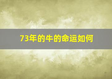 73年的牛的命运如何