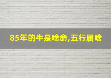 85年的牛是啥命,五行属啥