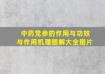 中药党参的作用与功效与作用机理图解大全图片