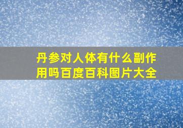 丹参对人体有什么副作用吗百度百科图片大全