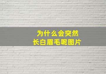 为什么会突然长白眉毛呢图片