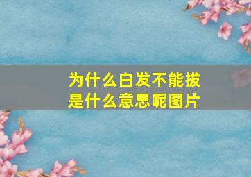 为什么白发不能拔是什么意思呢图片