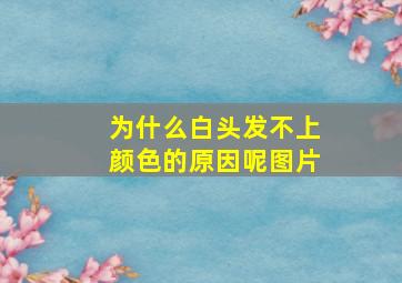 为什么白头发不上颜色的原因呢图片