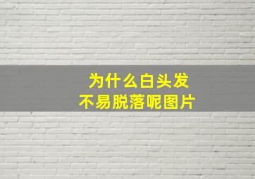 为什么白头发不易脱落呢图片