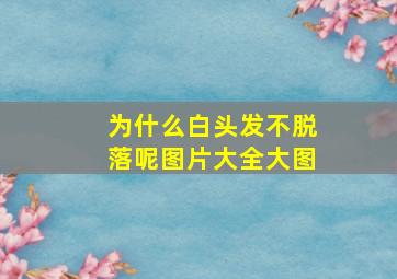 为什么白头发不脱落呢图片大全大图