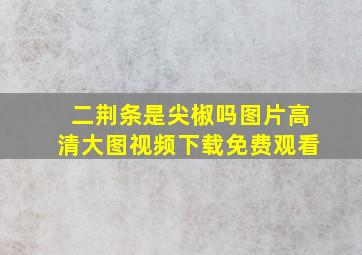 二荆条是尖椒吗图片高清大图视频下载免费观看