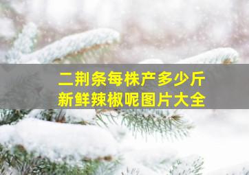 二荆条每株产多少斤新鲜辣椒呢图片大全