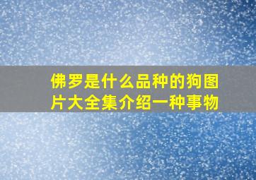 佛罗是什么品种的狗图片大全集介绍一种事物