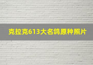 克拉克613大名鸽原种照片