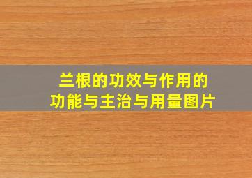 兰根的功效与作用的功能与主治与用量图片