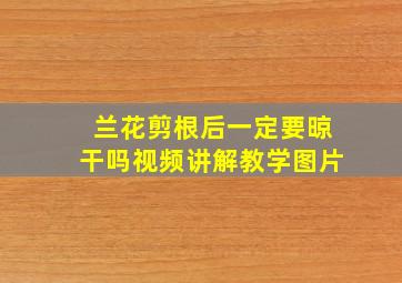 兰花剪根后一定要晾干吗视频讲解教学图片