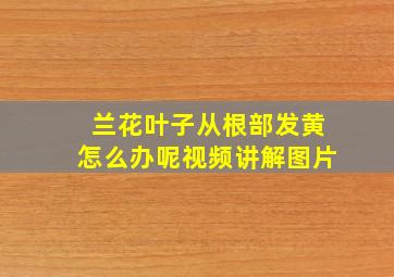 兰花叶子从根部发黄怎么办呢视频讲解图片