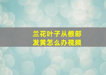 兰花叶子从根部发黄怎么办视频