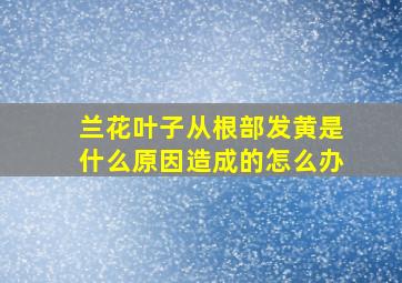 兰花叶子从根部发黄是什么原因造成的怎么办