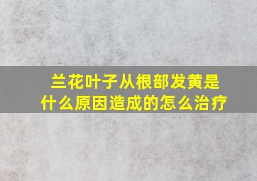 兰花叶子从根部发黄是什么原因造成的怎么治疗