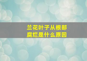 兰花叶子从根部腐烂是什么原因