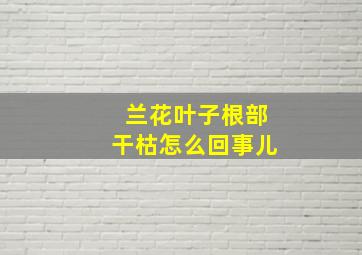 兰花叶子根部干枯怎么回事儿