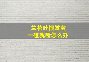 兰花叶根发黄一碰就断怎么办