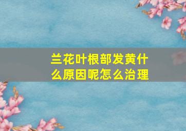 兰花叶根部发黄什么原因呢怎么治理