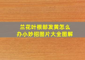 兰花叶根部发黄怎么办小妙招图片大全图解