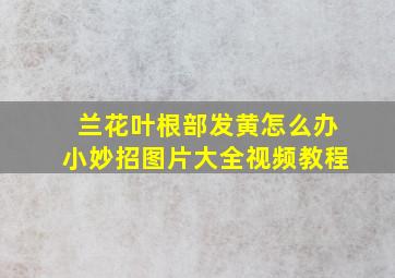 兰花叶根部发黄怎么办小妙招图片大全视频教程