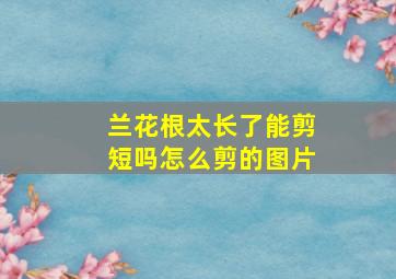 兰花根太长了能剪短吗怎么剪的图片