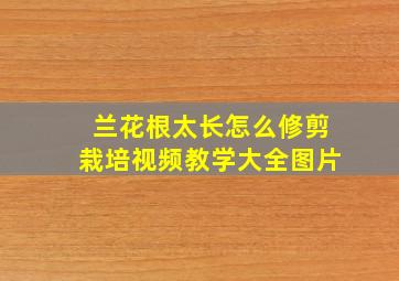 兰花根太长怎么修剪栽培视频教学大全图片