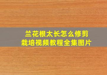 兰花根太长怎么修剪栽培视频教程全集图片