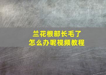 兰花根部长毛了怎么办呢视频教程