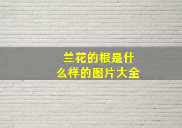 兰花的根是什么样的图片大全