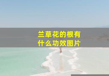 兰草花的根有什么功效图片