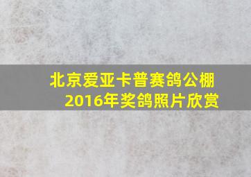 北京爱亚卡普赛鸽公棚2016年奖鸽照片欣赏