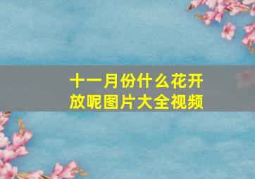 十一月份什么花开放呢图片大全视频