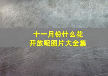 十一月份什么花开放呢图片大全集