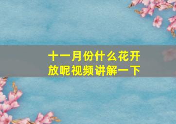 十一月份什么花开放呢视频讲解一下