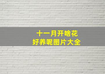 十一月开啥花好养呢图片大全