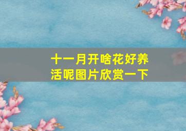 十一月开啥花好养活呢图片欣赏一下