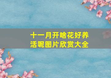 十一月开啥花好养活呢图片欣赏大全