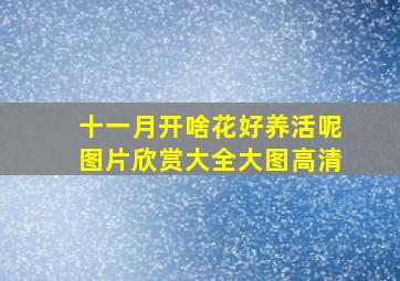 十一月开啥花好养活呢图片欣赏大全大图高清