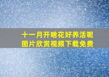 十一月开啥花好养活呢图片欣赏视频下载免费