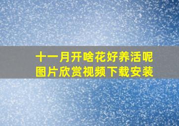 十一月开啥花好养活呢图片欣赏视频下载安装