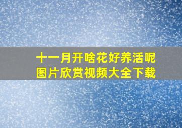 十一月开啥花好养活呢图片欣赏视频大全下载